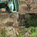 개야농장 이미지