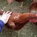 아빠사랑팜 이미지