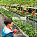 가파보건진료소 | 용인 실내 가볼만한 곳 | '포레스트벨 딸기체험' 46개월 아이와 다녀온 솔직 후기
