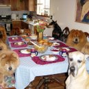 개들의 만찬 이미지