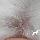 24시 대전동물의료센터 이미지