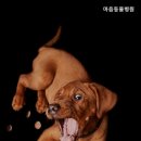 수 동물병원 이미지