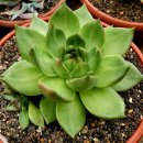 엘도라도 이미지