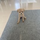 The 예쁘개 이미지