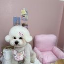 트리몽