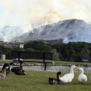 천하태평 이미지