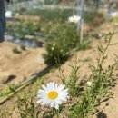 155 | 🌿 다산동 은빛농원 텃밭 라이프 | 20만원으로 시작하는 진짜 자연 힐링