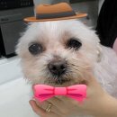 투투 동물병원 이미지