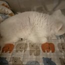 바나개 애견유치원 호텔 이미지