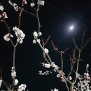 의성 벚꽃~밝음과 어두움의 매력 이미지