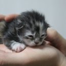 러블리메인쿤 이미지