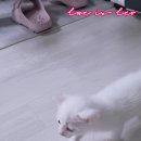 솜이랑 이미지