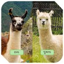 라마 이미지
