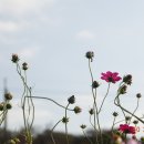 탄천생태공원과 단풍 (유종인) 이미지