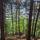 달리다 | 초여름 산길을 달리다/ 삼삼트레일런 후기