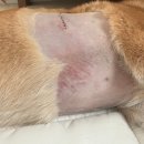 월드메디칼 | 양천구 24시 월드 펫 메디컬센터(지방종 제거 후기)