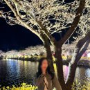 세븐일레븐 김천교동코아루점 | 경북✧ 김천 연화지 벚꽃 명소 방문 후기 - 낮/야경/주차 꿀팁