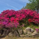 완산-14 | [전주 아기랑 가볼만한곳] 완산칠봉꽃동산 방문 후기(주차팁, 4.18 겹벚꽃 개화상황 포함)