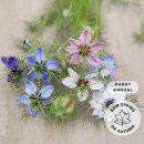 니겔라(흑종초)-Love-in-a-mist (Nigella damascena) 이미지