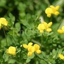 비비안나 이미지