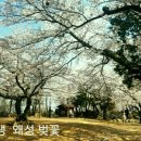 울산광역시 울주군 서생면 진하리 해양관광개발확정, 31국도 신설개통 (진하~기장 15분내)등 주위 여러가지 이벤트가 많은 미래 지역임 이미지