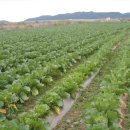 체신농장 이미지