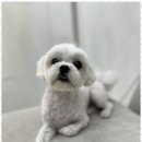 펫살롱 이미지