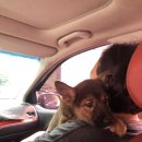 광주TNR동물병원(초월) 이미지