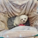 플레이독 남양주점 이미지