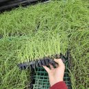 풍년농약종묘사 이미지