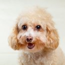 이스턴동물병원 이미지