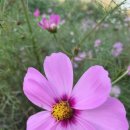 쌈지식당 이미지