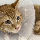 (주)쿨펫 이미지