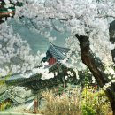 --3월부터 5월까지 ‘여행가는 봄’… 50만명에 숙박-KTX 등 할인권 이미지