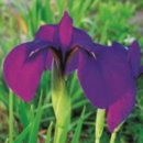 창포농장 이미지