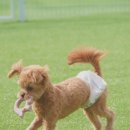 다녀오개 이미지