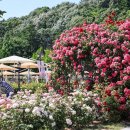 장미축제 이미지