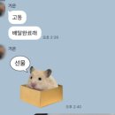 버즈약국 | 따끈따끈 20대 자궁내막폴립 흡입술 및 미레나 시술 후기