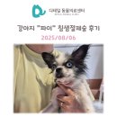 Dr.dog동물의료센터 | 철산 동물병원) 강아지 &#34;파이&#34; 침샘낭종 침샘절제술 침샘종 점액낭종 피지낭종 제거 수술 후기