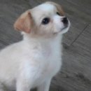 납운동화장실 | 뱃살만 안 빠지는 사람... 저요️ 우먼정 우먼맥스 한달 먹어본 솔직 후기