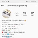 퍼피스캔들 이미지