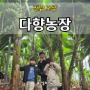 진이농장 | 전남 보성 겨울철 실내 체험활동, 동남아보다 더 이국적인 바나나 농장 체험 다향농장