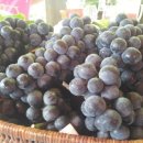 고송농장 이미지