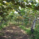 옥대1리 이미지