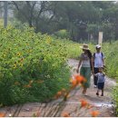 고흐와해바라기2 Daum카페