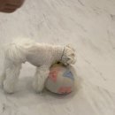 꽁꼼하개 이미지