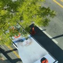 수원고양이분양 도레미캣 이미지