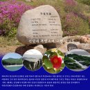 진달래 흑염소 Daum카페