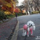 쿨독 애견샾 이미지