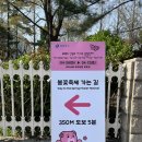 2025 서울 여의도 벚꽃축제 봄꽃축제 윤중로 꽃놀이 실시간 후기